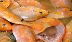 Read more about the article Dua Ton Red Devil Perusak Ekosistem Danau Batur Bali Diolah Menjadi Tepung Ikan