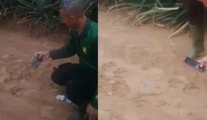 Read more about the article Harimau Diduga Keluar Hutan, Jejaknya Ditemukan di Kebun Nanas