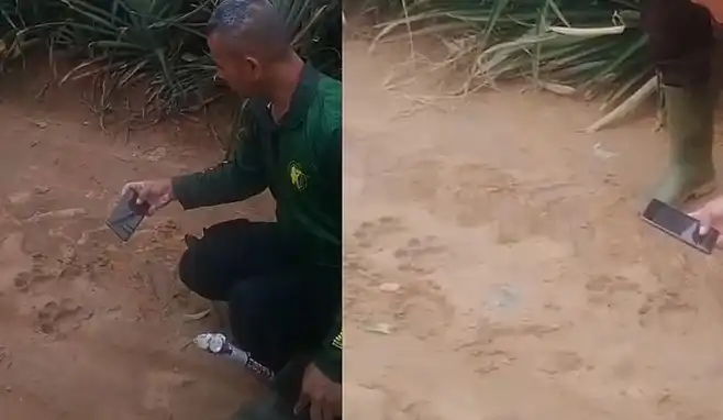 Read more about the article Harimau Diduga Keluar Hutan, Jejaknya Ditemukan di Kebun Nanas